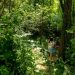 Two children exploring a green forest in Croatia, surrounded by lush vegetation.